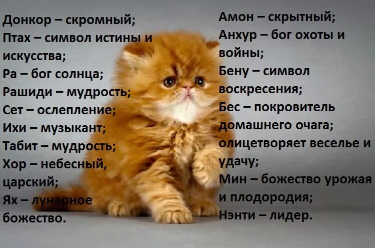 Дай имя кошки. Имена для кошек. Имена для котов мальчиков. Имена для котят. Красивые имена для котов мальчиков.