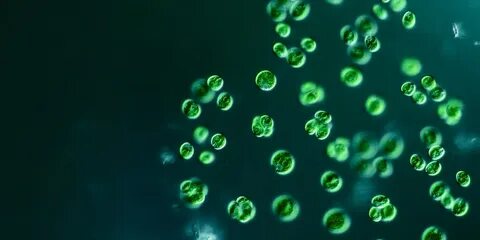 Сине зеленые водоросли одноклеточные