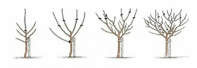 Схема обрезки абрикоса весной. Обрезать абрикос весной. Чашевидная крона черешни. Как обрезать абрикос на зиму. Абрикос обрезка чаша.