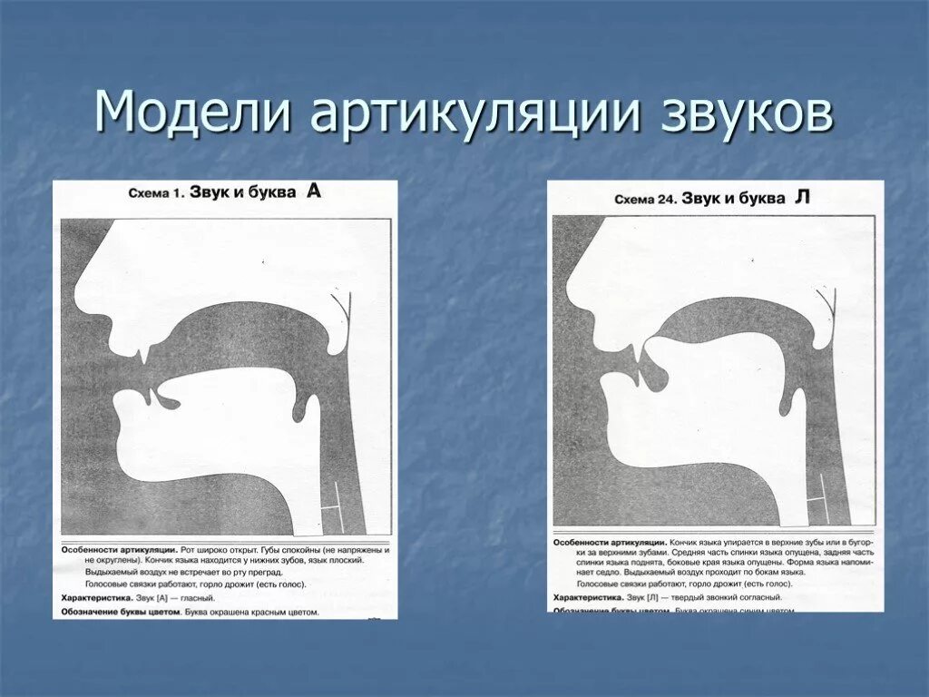 Артикуляция г. Артикуляция звука с. Артикуляционный профиль звука с. Профили артикуляции звуков. Профиль произношения звука с.