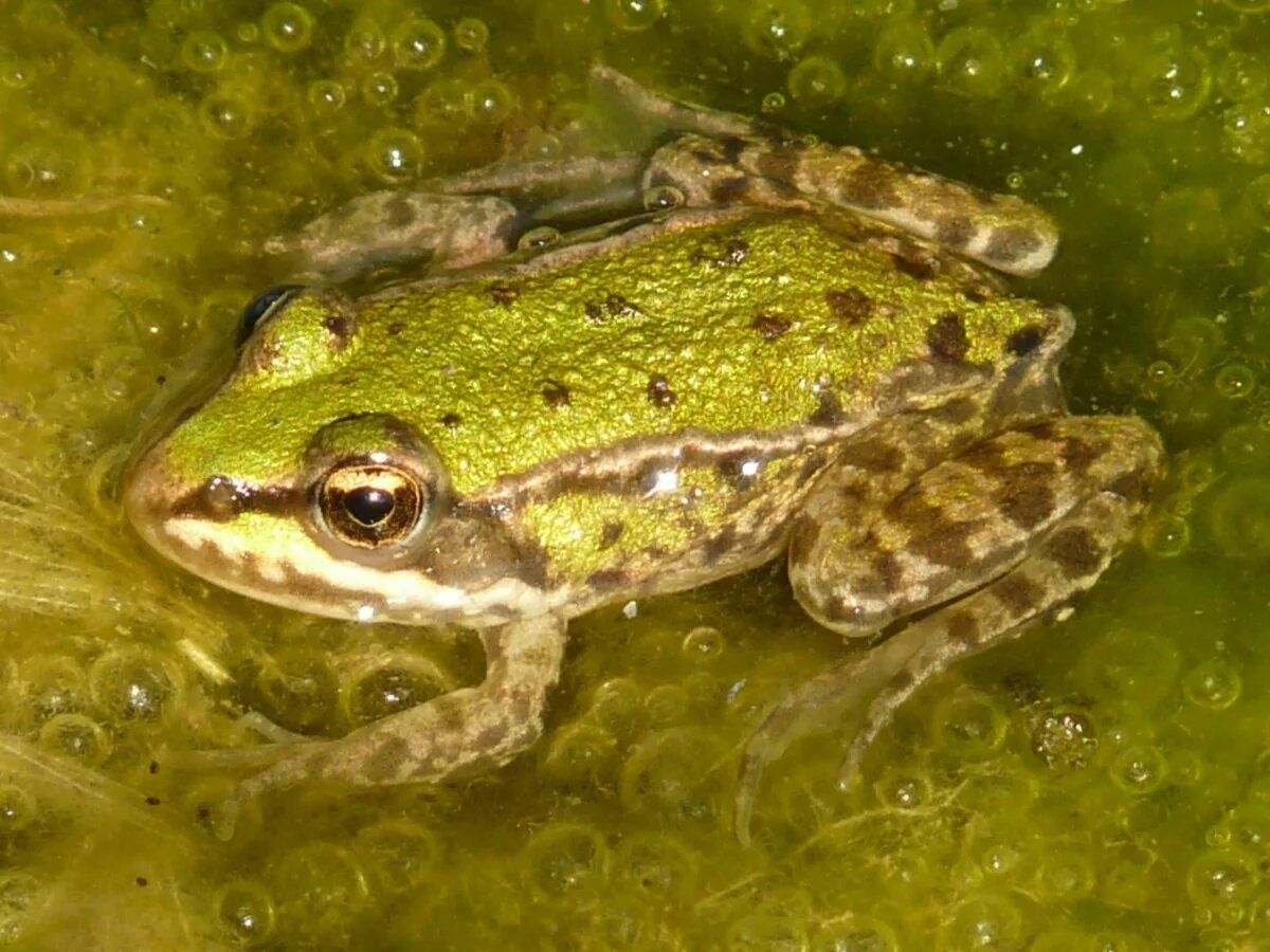 Marina frog. Hermit the frog marina ремикс тик ток. Лягушка грин фрог. The family jewels marina and the diamonds альбом. Бесхвостые земноводные жабы лягушки.