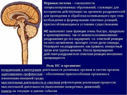 Совокупность нервных