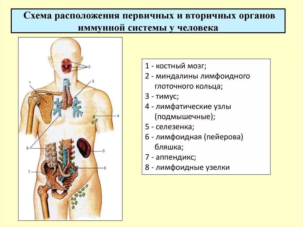 Система покровных органов человека функции. Строение иммунной системы человека таблица. Строение иммунной системы центральные и периферические органы. Основные функции периферических органов иммунной системы. Расположение центральных и периферических органов иммунной системы.