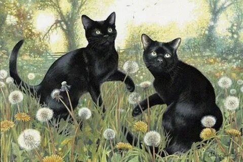 Black cat 2 cat