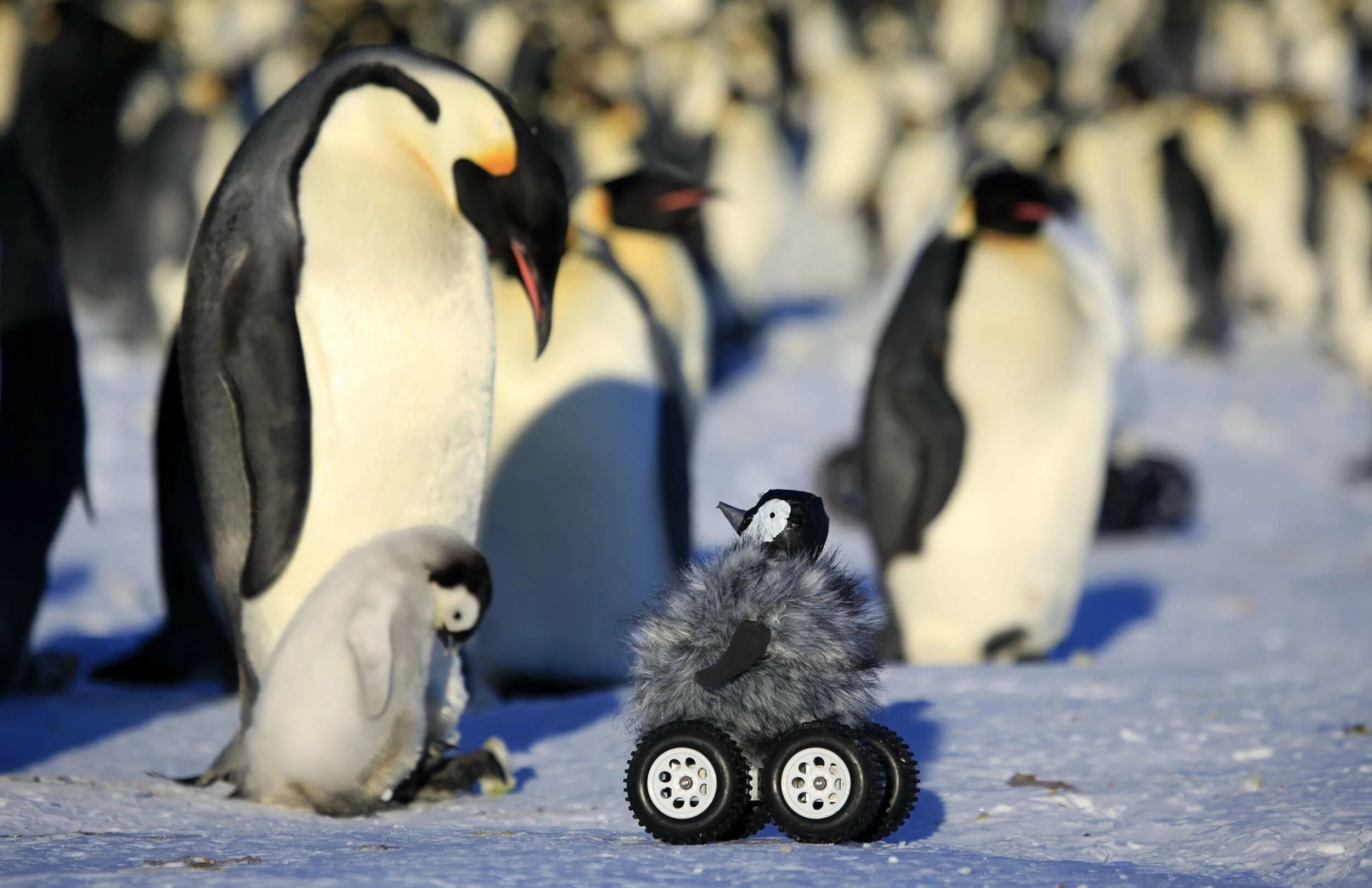 Императорский Пингвин в Антарктиде. Белокрылый Пингвин. Королевский Пингвин в Антарктиде. Пингвины в Антарктиде. Включи песню пингвины