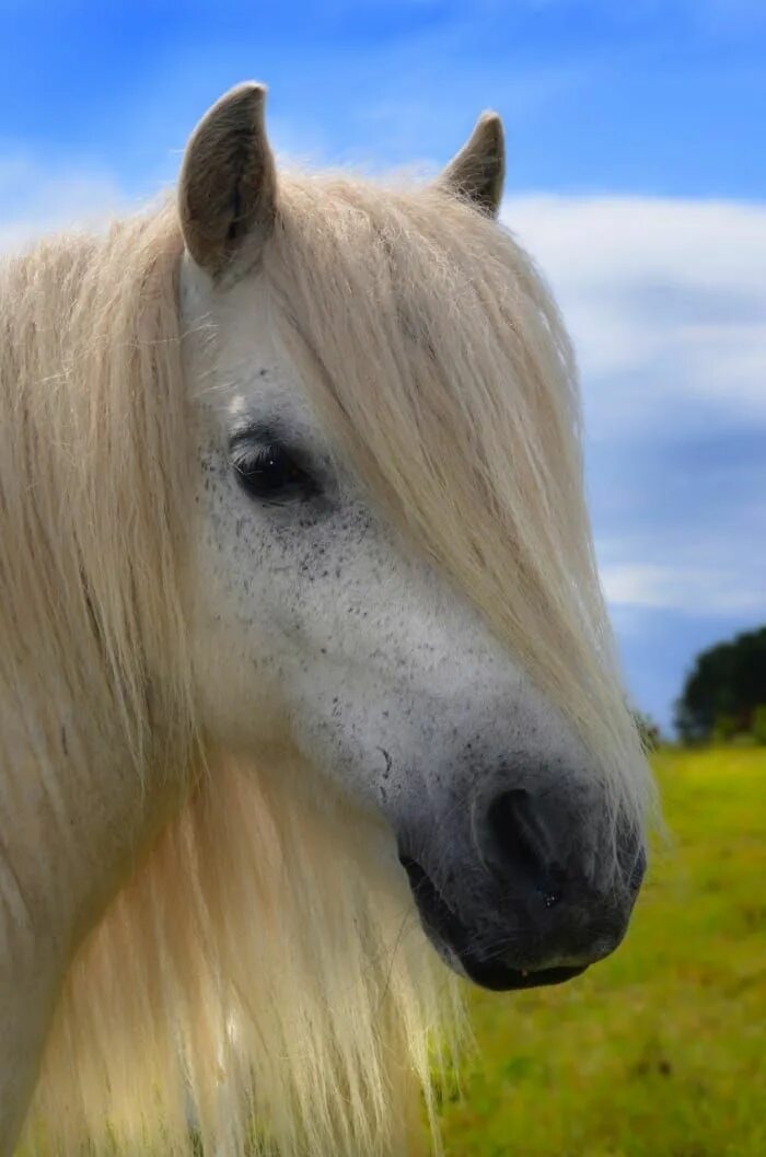 Horse hair. Красивые лошади. Белая лошадь. Лошадь с длинной гривой. Прически для лошадей.