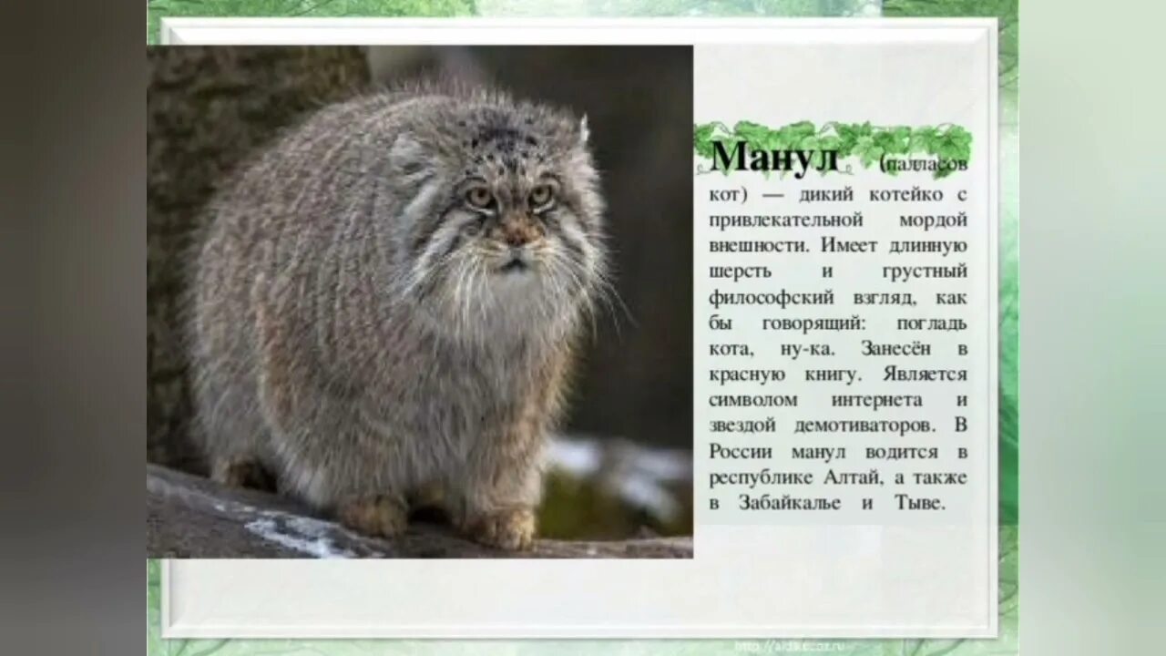 Животные внесенные в международную красную книгу