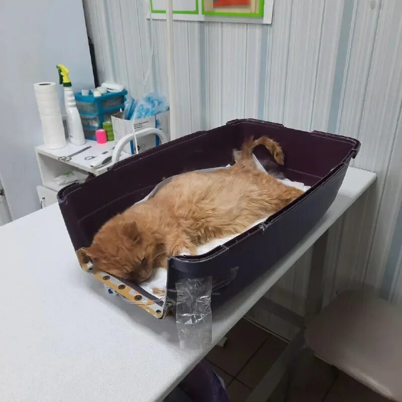 приют для кошек домики. приют мини дом собак. кровать с будкой для собаки. гостиница для собак и кошек. дом для собаки.