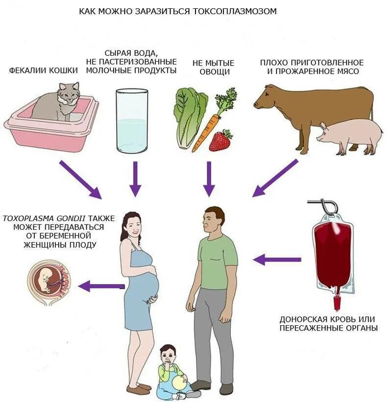 Токсоплазмоз пути заражения человека. Пути заражения человека Toxoplasma.. Toxoplasma gondii пути заражения. Источники и пути заражения человека токсоплазмозом.