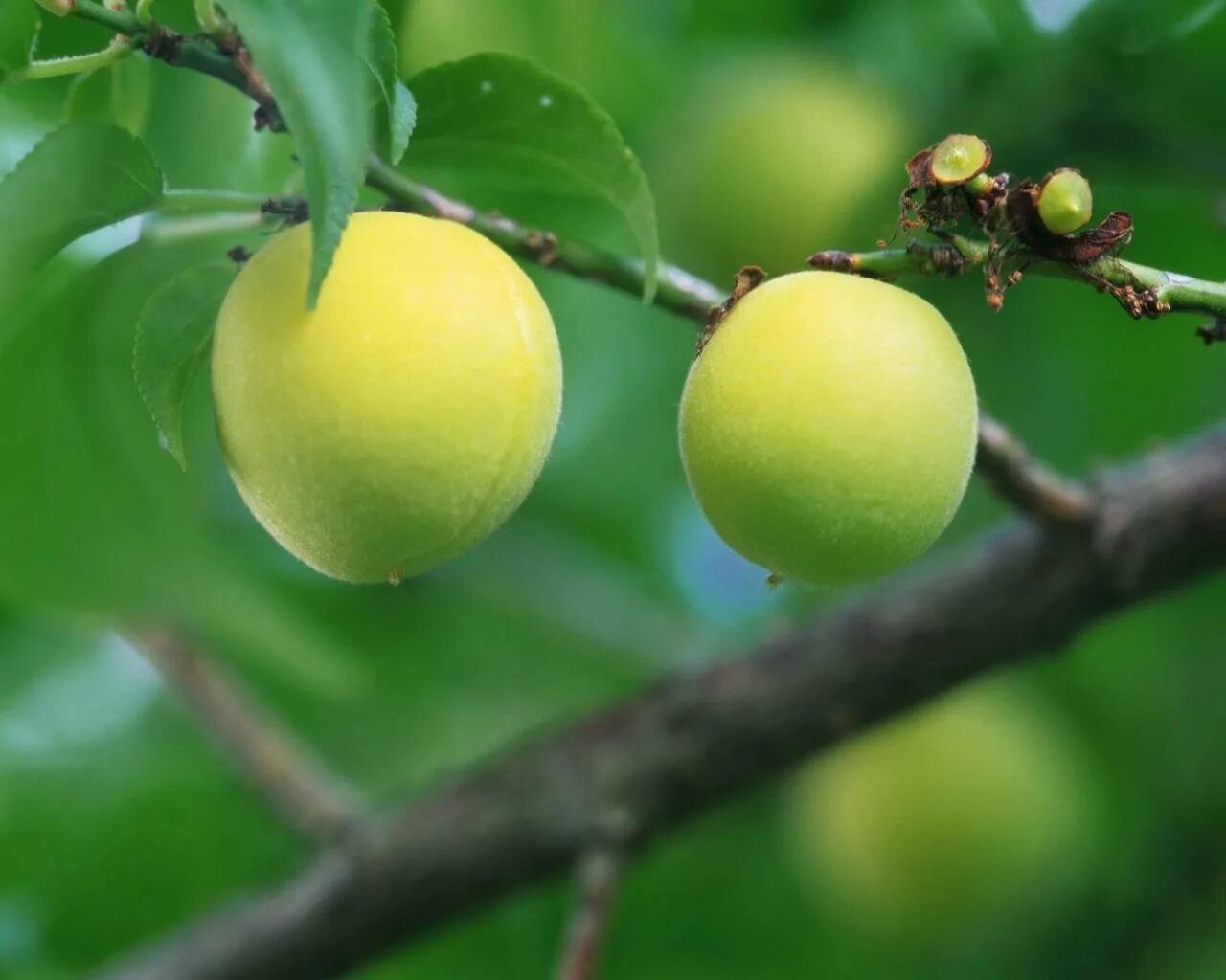 How Many Calories Does a Peach Have? Livestrong.com Growing fruit trees, Peach t