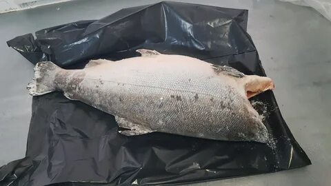 Чавыча свежемороженая