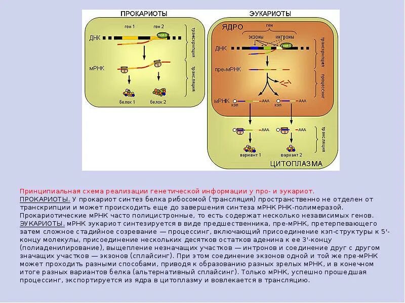 Схема трансляции генетической информации. Синтез белков эукариот и прокариот. Схема трансляции генетической информации у прокариот.. Реализация генетической информации схема. Эукариоты наследственная информация