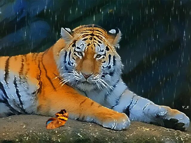 Включи живые животные. Тигр спокойствие. Тигр гифка. Тигр анимационный. Анимированный тигр.