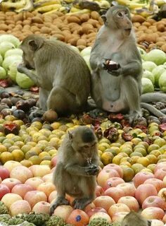 Monkey fruits