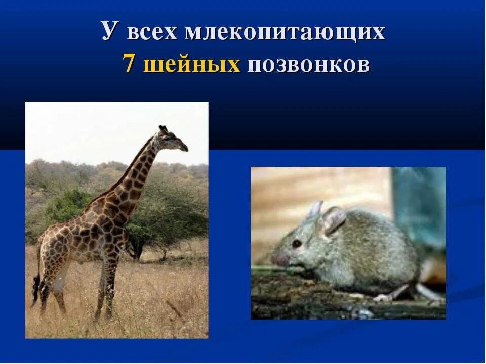 Семь позвонков в шейном отделе у млекопитающих. Семь шейных позвонков у млекопитающих. у всех млекопитающих 7 шейных позвонков. шейные позвонки млекопитающих. класс млекопитающие 7 класс.