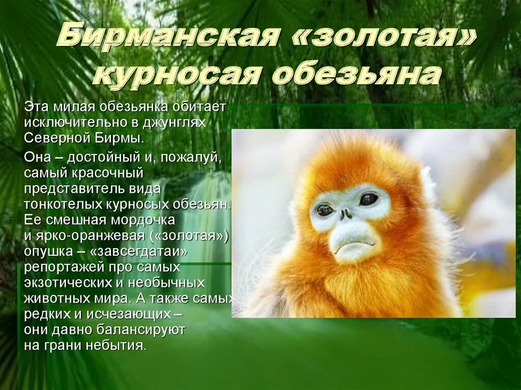 Вид обезьян в красной книге: найдено 86 картинок