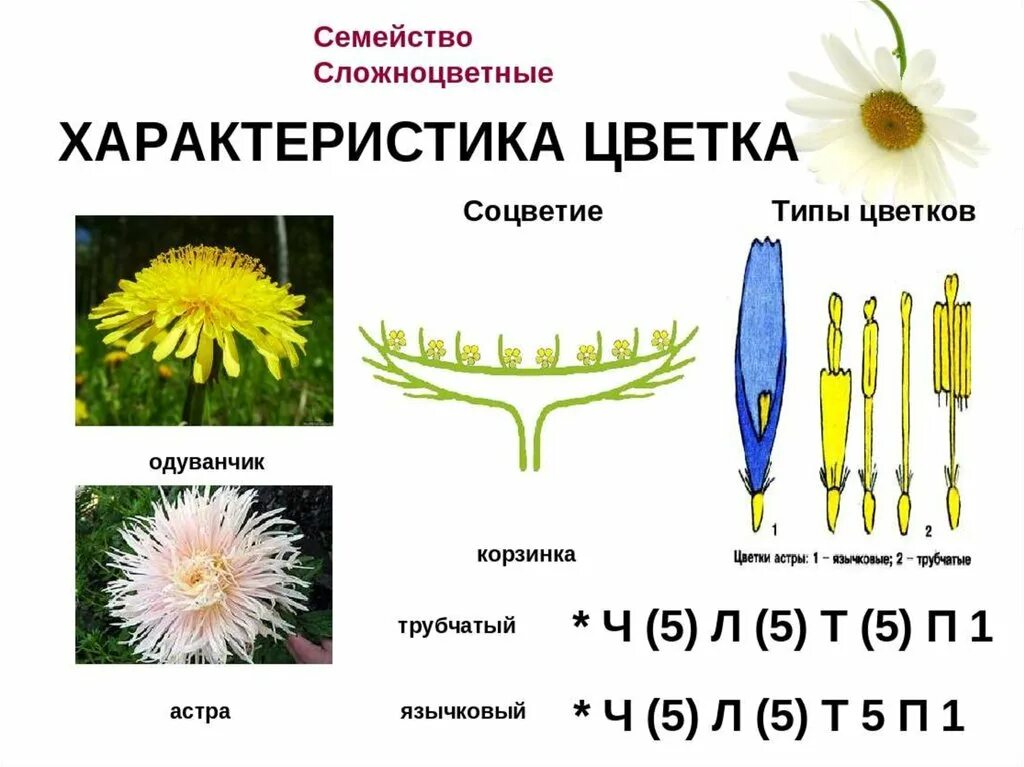 Виды соцветий и плодов. Семейство Сложноцветные схема. Семейство Сложноцветные схема цветка. Строение цветка сложноцветных схема. Строение цветка сложноцветных растений схема.