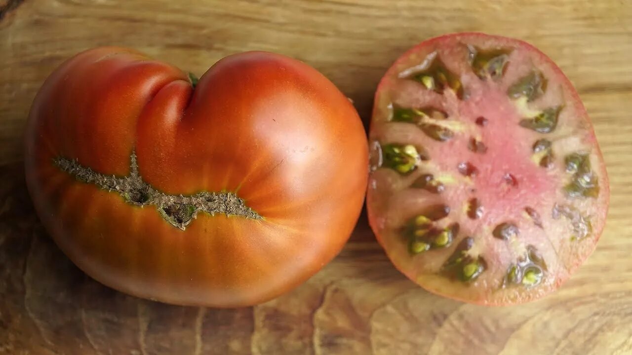 Томат смех. Гном кукабарра томат. томат гном смех кукабарры. гном кукабарра кэкл томат. томат сердитая маслина.