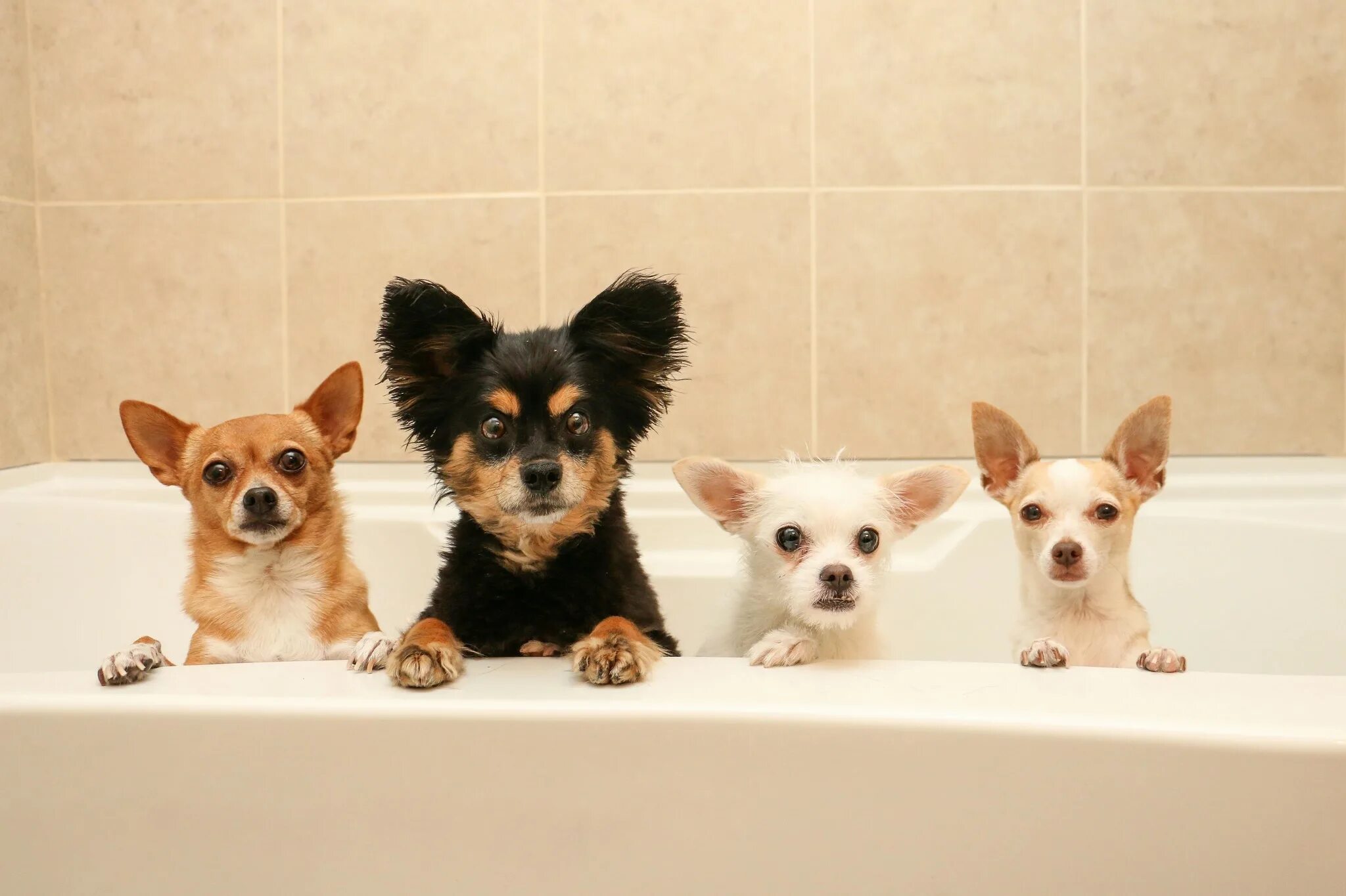 Dog bathing