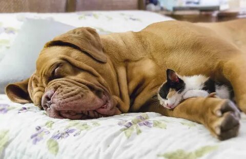 Helps dogday sleep