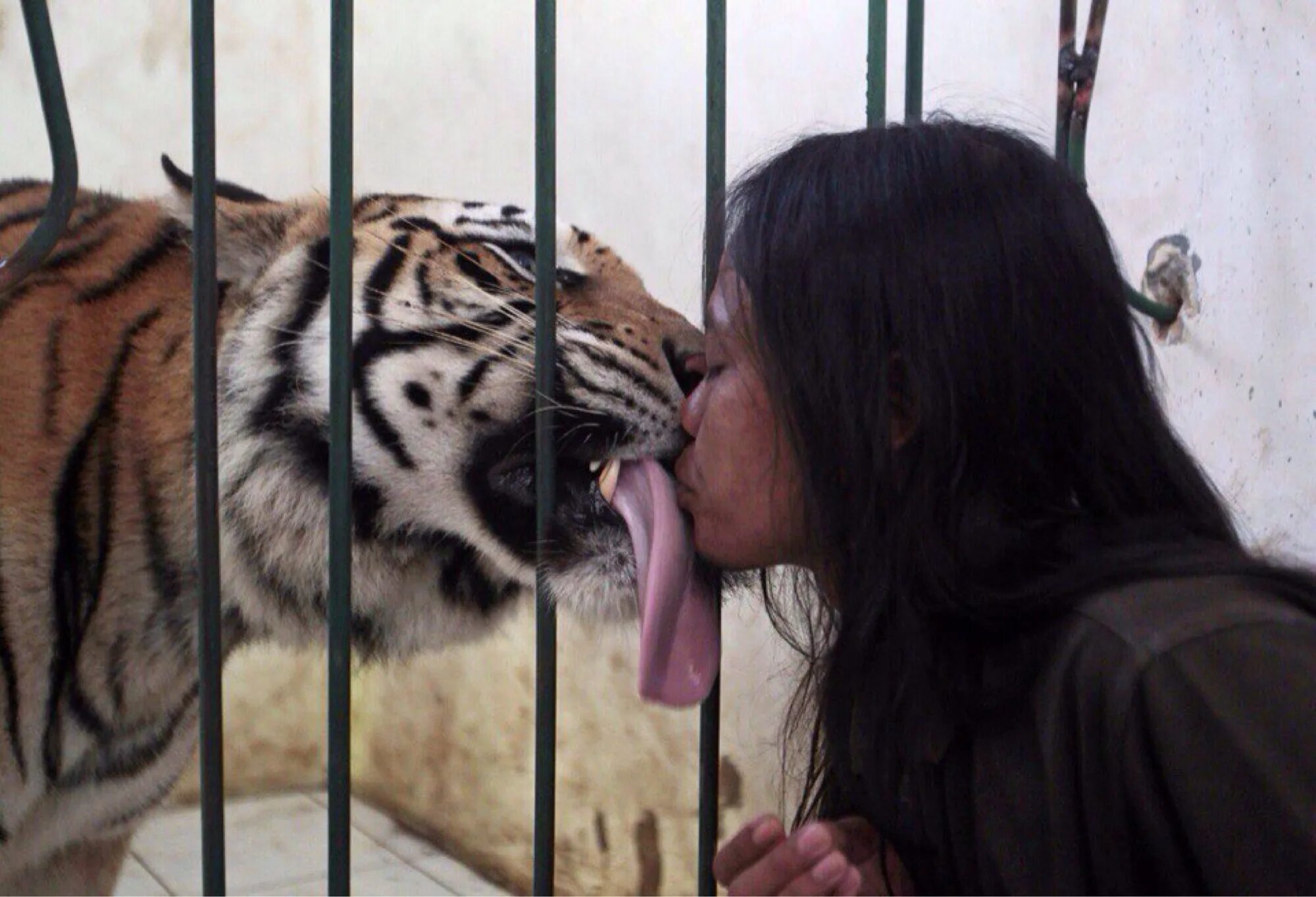 Укус тигра. Девушка целует тигра. Поцелуй с тигром. Тигр облизывается. Девочка с тигром в зоопарке.