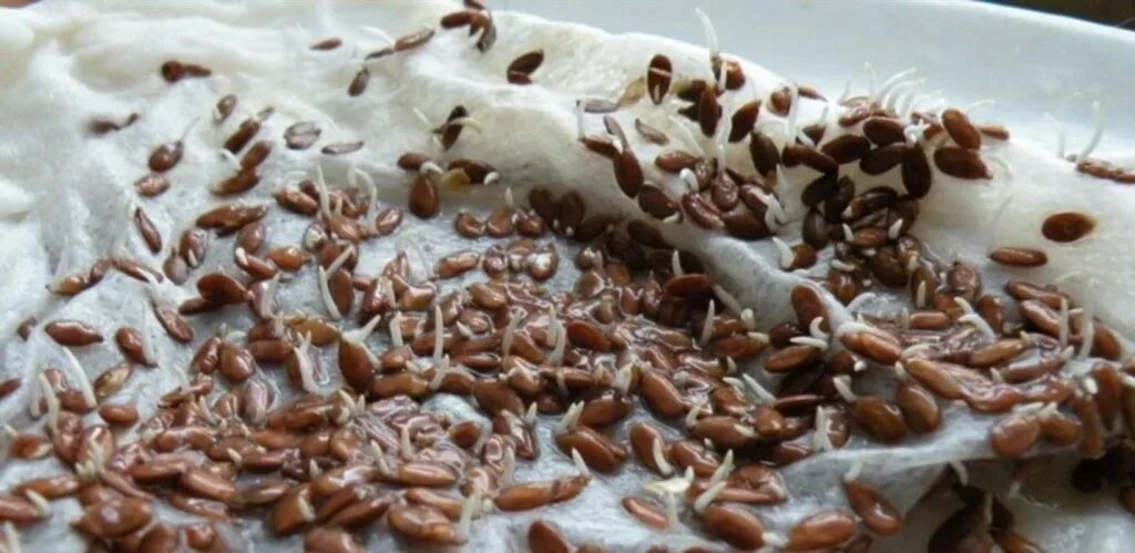 проростки льна. зерна льна пророщенные. пророщенные семена льна. семена льна проращивание. пророщенные семена льна.