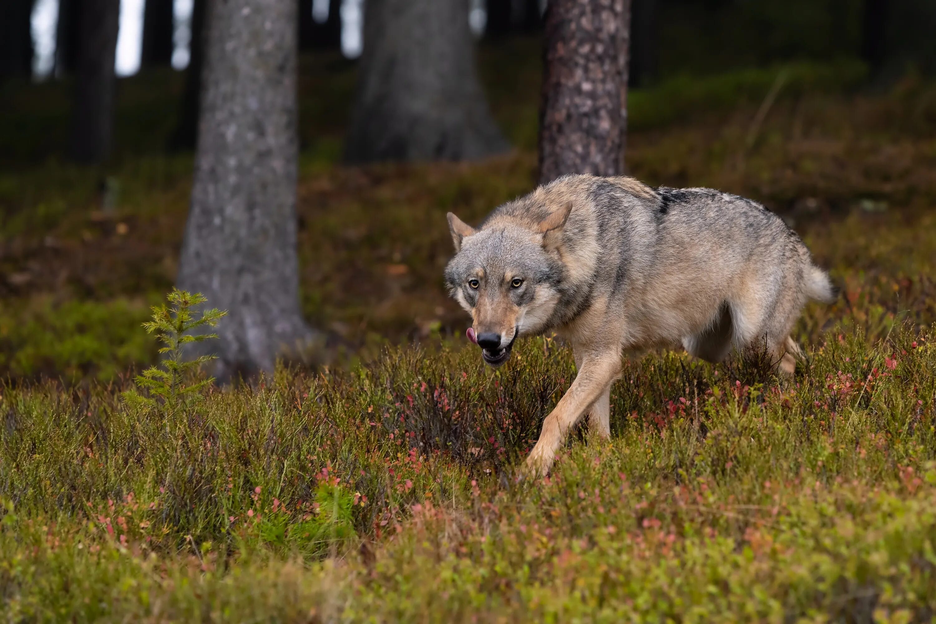 Серый волк чем питаются. Макензийский волк. Волк canis Lupus. Макензийский Тундровый волк. Волк Долины Маккензи.