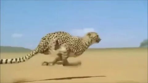Как будто от гепарда кто поет