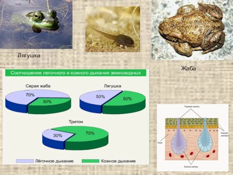 Кожное дыхание у человека. Кожное дыхание амфибий. Кожное дыхание у земноводных. Земноводные дышат кожей. Дыхание земноводных через кожу.