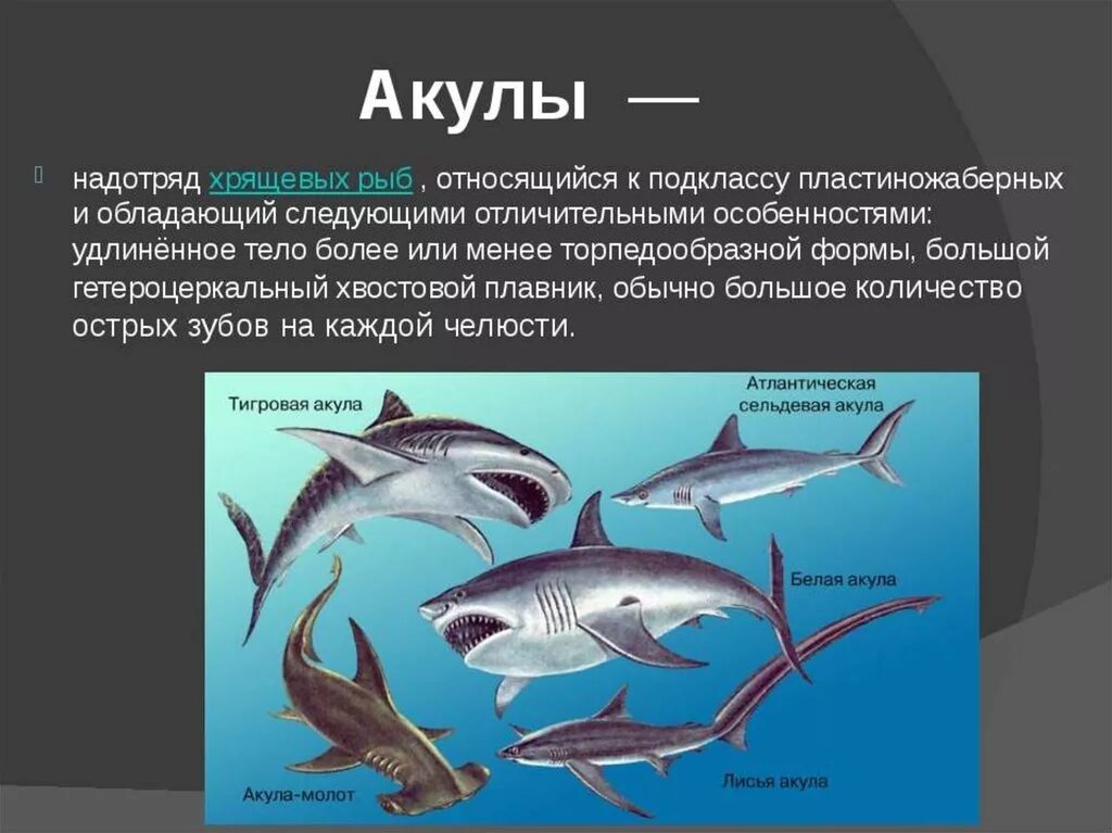 Почему хрящевые рыбы. Тема по биологии 8 класс хрящевые рыбы. Виды акул. Класс хрящевые рыбы акулы. Характеристика акул.