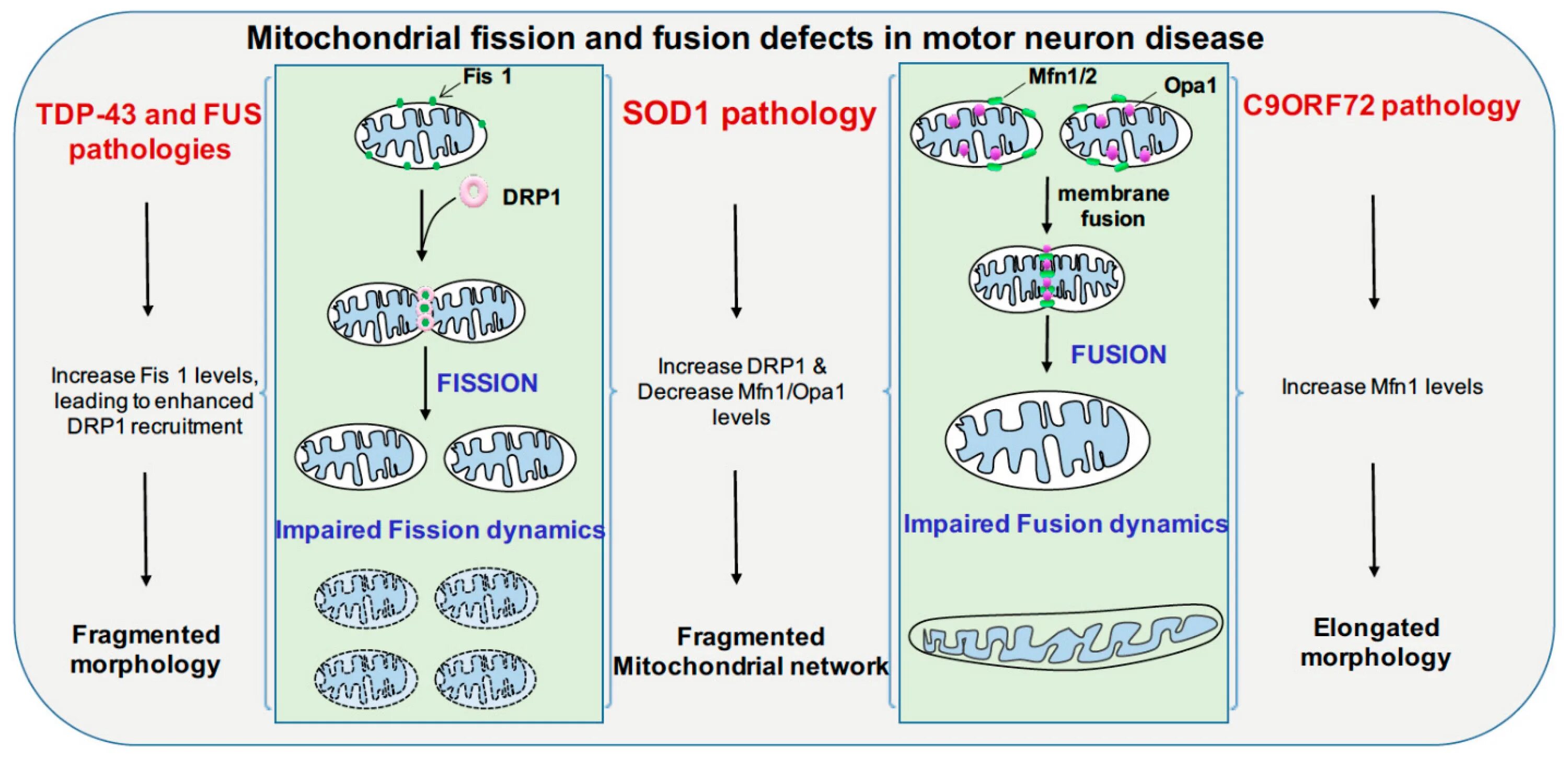 Mitochondrial Fusion. Fus mitochondrial diseases. Mitochondrial function. Fission and Fusion. Fission перевод