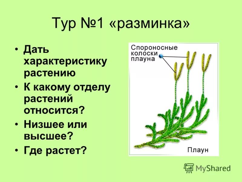 Какие отделы растений показаны на рисунке