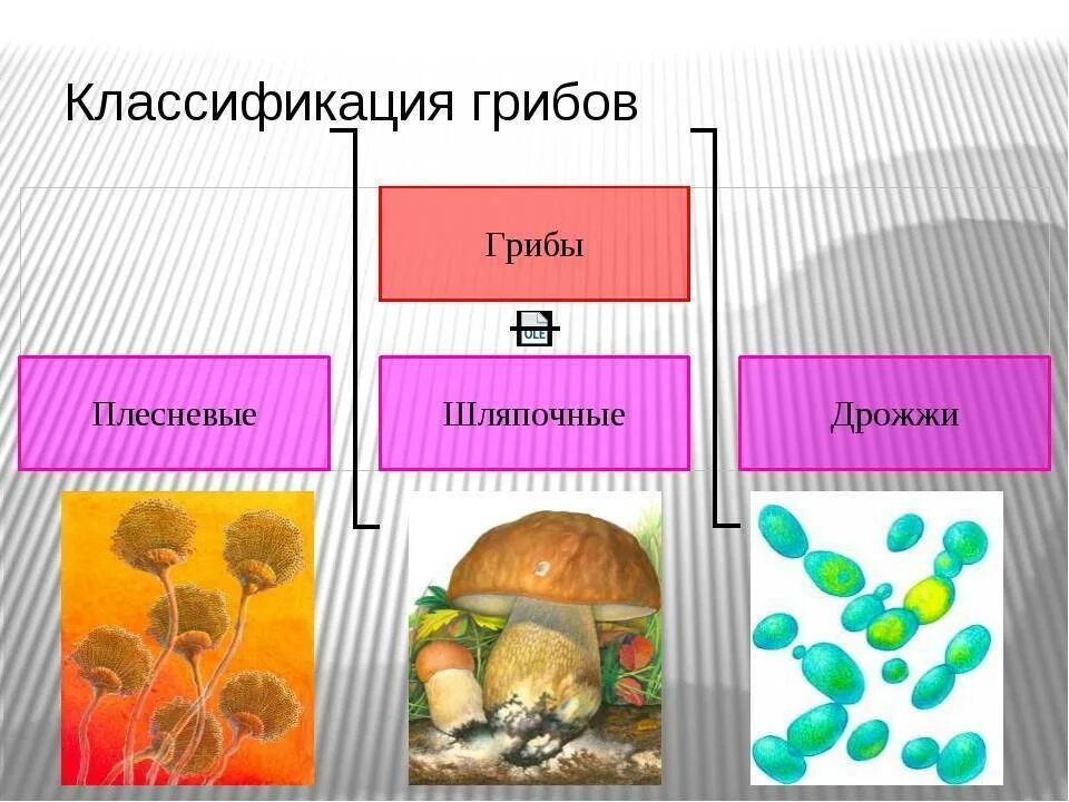 Какое основание позволило разделить грибы. Царство грибов классификация. Классификация грибов 5 класс биология. Схема классификация грибов 5 класс. Царство грибы систематика.