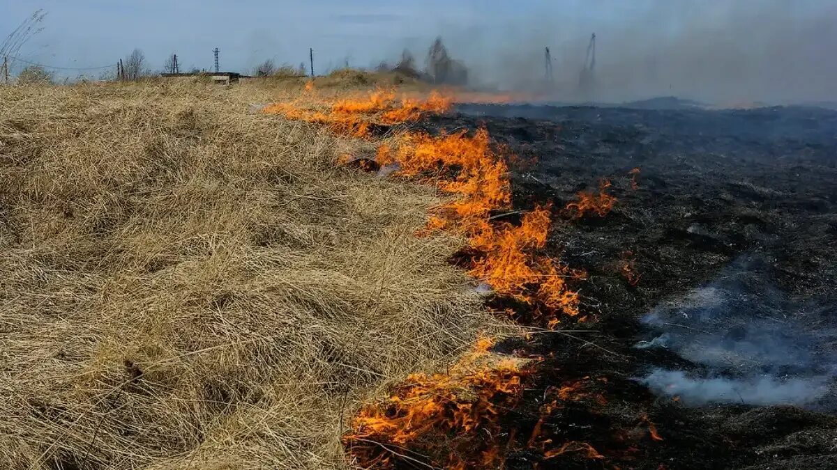 Можно ли поджигать сухую траву на лугах