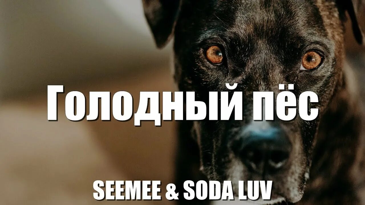 Seemee Soda Luv голодный пёс. Сода лав голодный пес текст. Голодный пёс Seemee текст. Текст песни голодный пёс Soda Luv. Как называется песня принесите мясо голодные собаки