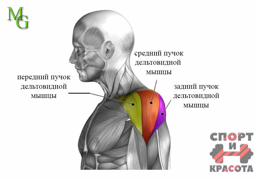 Упражнения на средний пучок. Анатомия мышц задняя Дельта. Пучки дельтовидной мышцы анатомия. Средний пучок дельтовидной мышцы. Задний пучок дельтовидной мышцы.