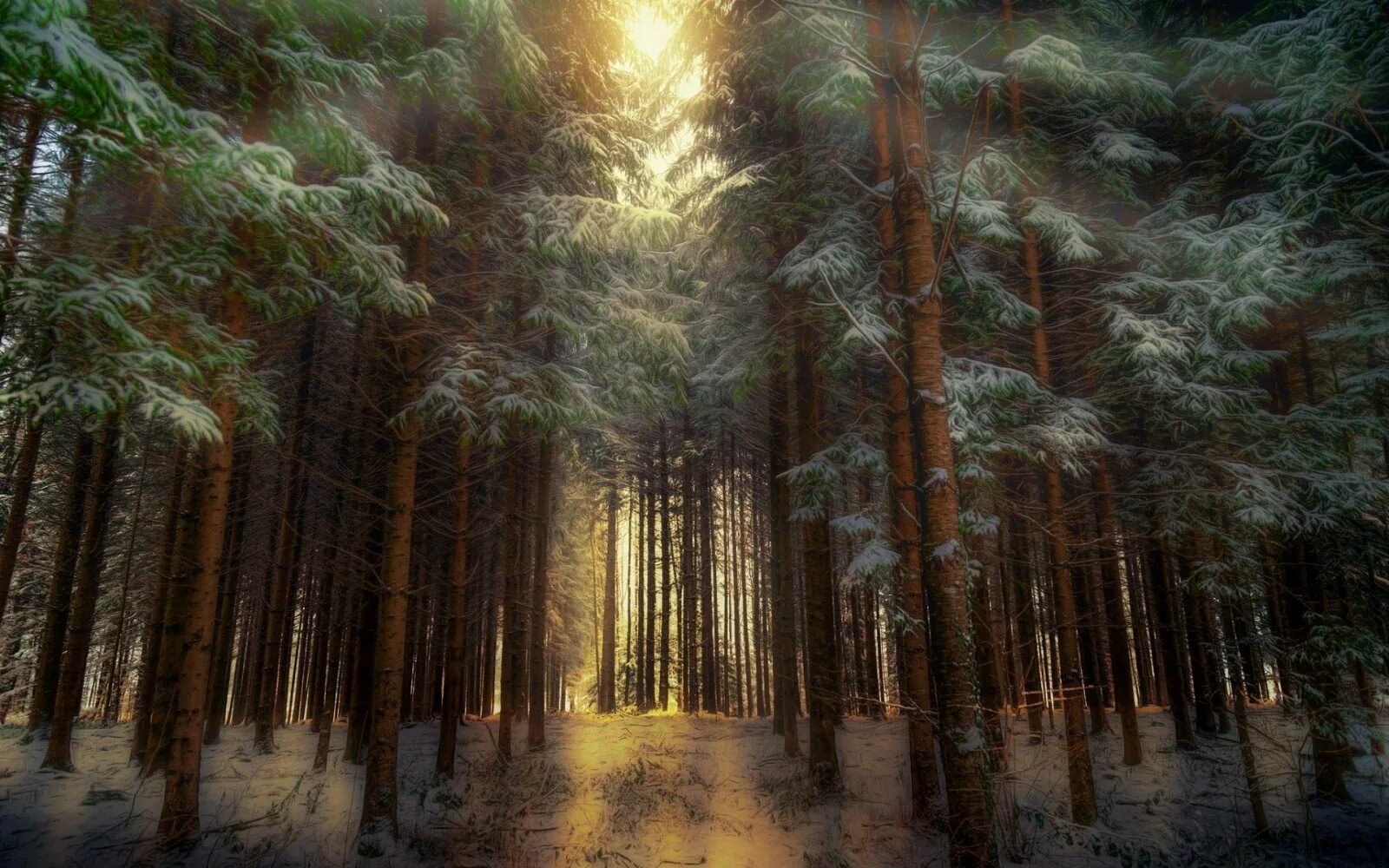 Чаща зимой