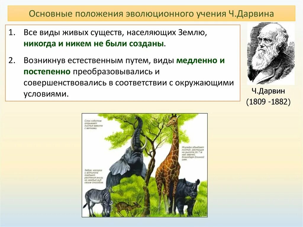 Теория естественного развития. Теория естественного отбора Дарвина. Основные положения эволюционного учения ч Дарвина. Схема естественного отбора по Дарвину. Теория естественного отбора ч. Дарвина.