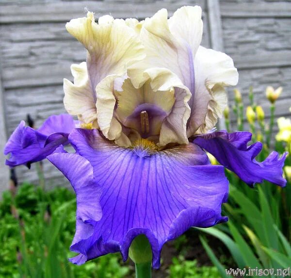 ирис уандер невер си. ирис crazy in love. , , шт. кл/ ирис германский поэм оф экстази (розово-фиолетовый) i 2шт. ирис поэм оф фэнтези.