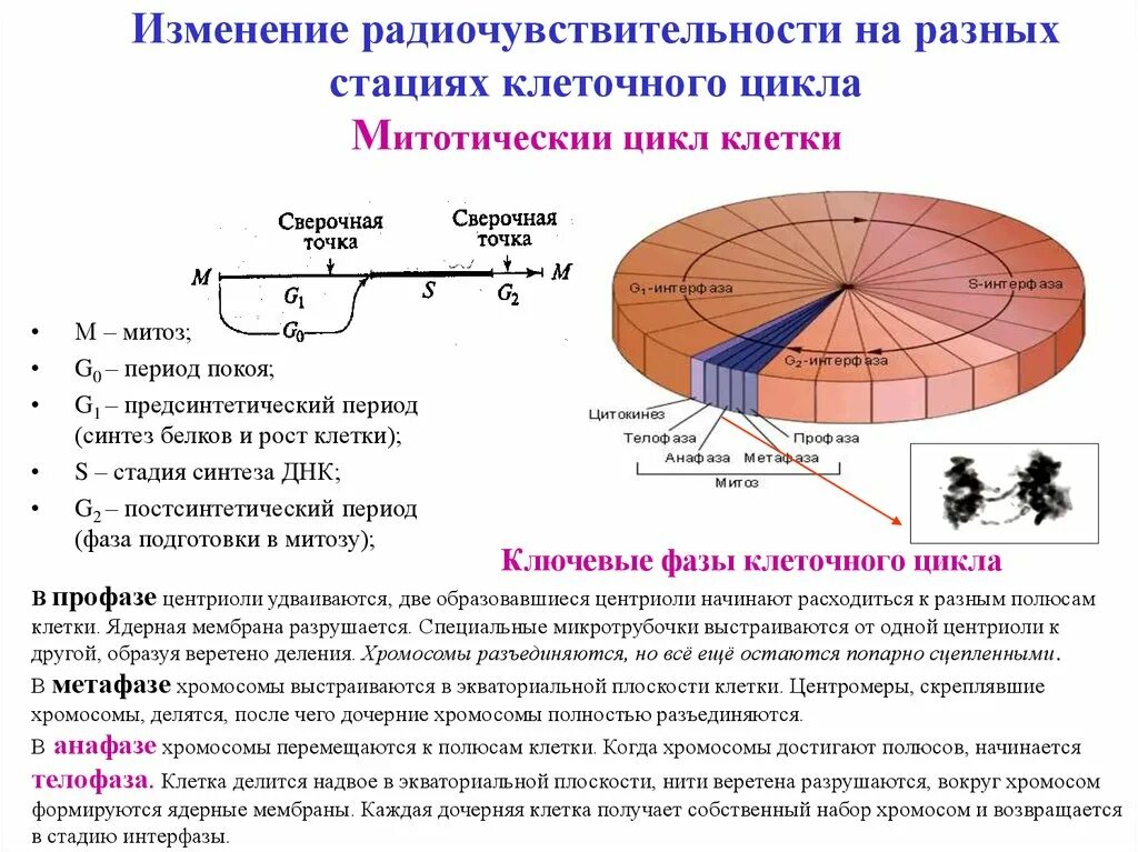 Остановиться цикл. Клеточный цикл g1. Радиочувствительность клеток на разных стадиях клеточного цикла. Жизненный цикл клетки. Радиочувствительность клеток на разных стадиях жизненного цикла.