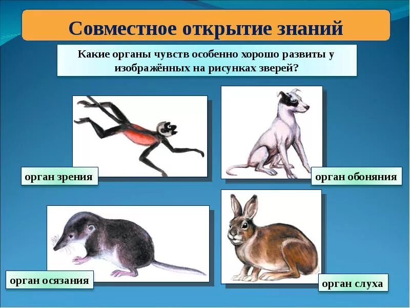 Роль обоняния в половом поведении животных. Обоняние у кошек. Органа чувства осязания животных. Органы чувств млекопитающих. У какого животного самое хорошее обоняние.