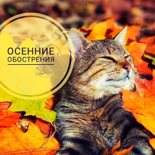 Осеннее обострение у психов прикол. Обострение болезней осенью. Весеннее и осеннее обострение. Болезни желудка с весенними и осенними. Обострение хронических заболеваний.