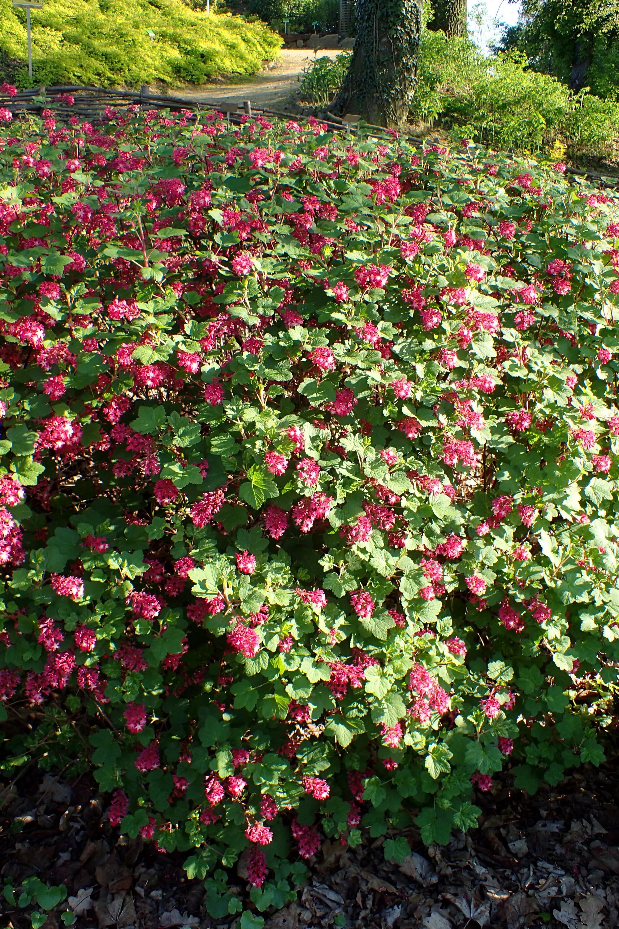 Смородина кроваво-красная Пулборо Скарлет. Куст ribes sanguineum. Смородина Pulborough Scarlet. Ribes sanguineum 'Pulborough Scarlet'. Смородина кроваво красная