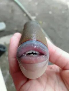 Ловлю губами