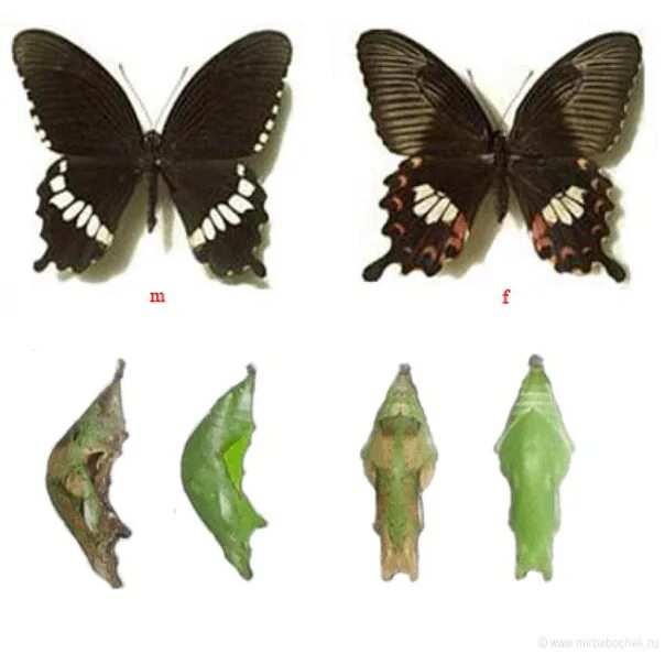 Пол у самок бабочки. Papilio Polytes бабочка. Бабочки Papilio Polytes (парусник Полит). Papilio Polytes куколка. Парусник Румянцева бабочка куколка.