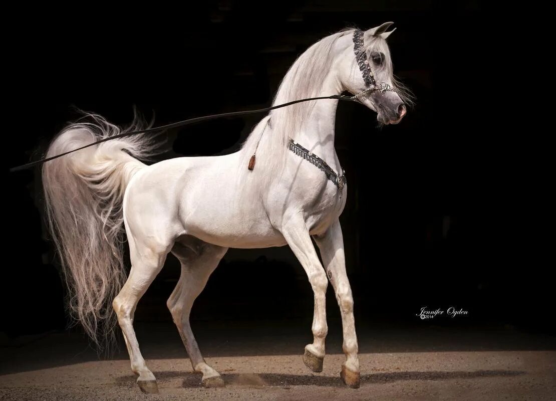 Найти арабский скакун. Арабская лошадь (арабский скакун). Арабская порода лошадей сиглави. Арабская чистокровная лошадь альбинос. Арабская чистокровная альбинос.