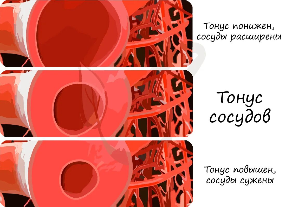 Уменьшение тонуса сосудов. Сужение и расширение сосудов. Сокращение кровеносных сосудов.