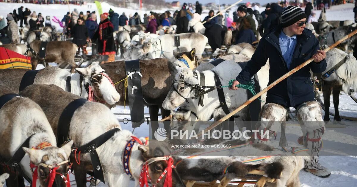 Праздник оленевода в Салехарде. Гонки на оленьих упряжках. Оленеводство в России. День оленевода 2022.