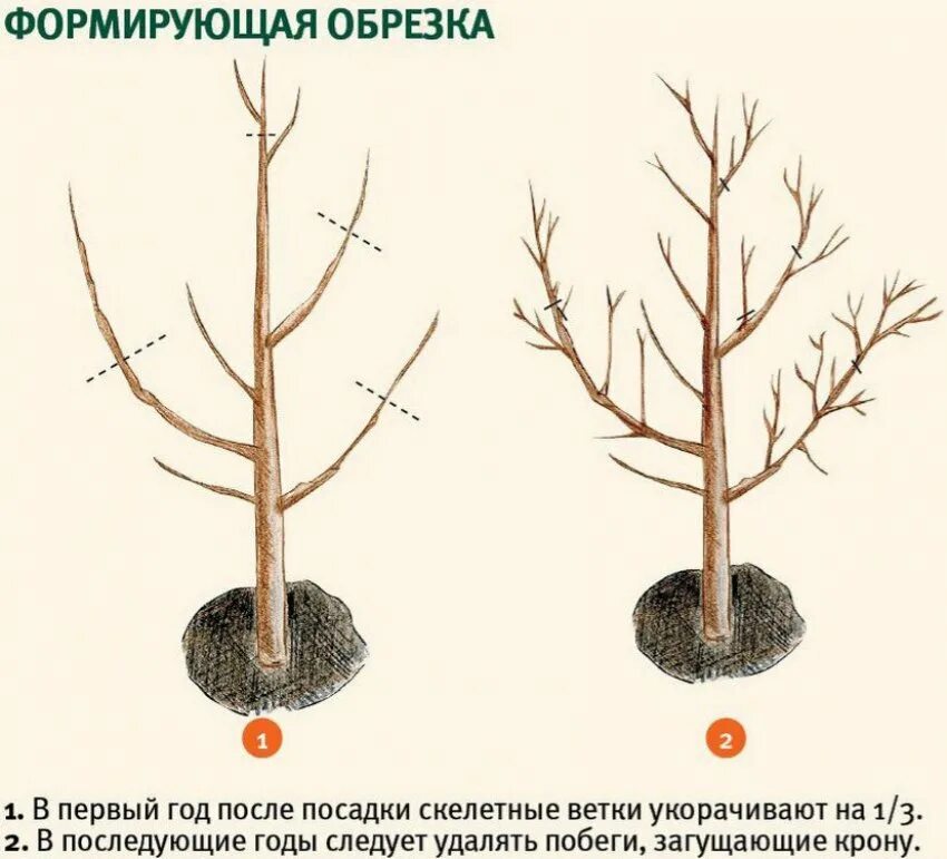 Формирование молодого дерева