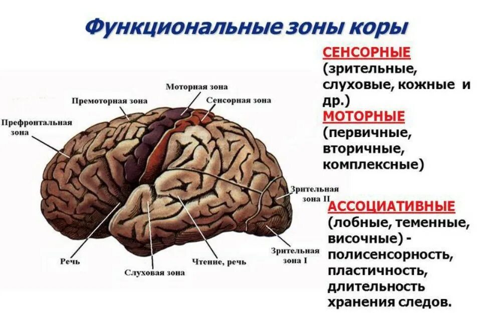 Двигательная зона головного мозга. Сенсорные ассоциативные и моторные зоны коры. Ассоциативные, сенсорные, двигательные зоны коры.. Сенсорная зона коры головного мозга.